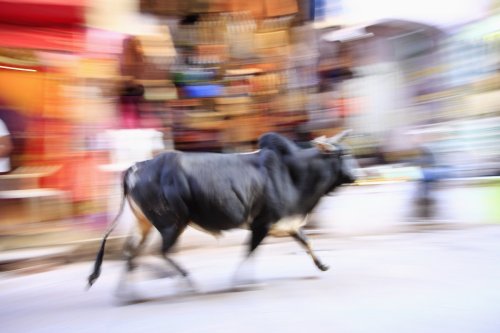 Did we really just see a bull riding a scooter? Watch it to believe it