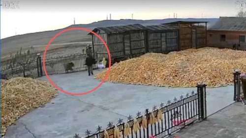 Siberian Tiger Charges Chinese Farmer in Terrifying Encounter