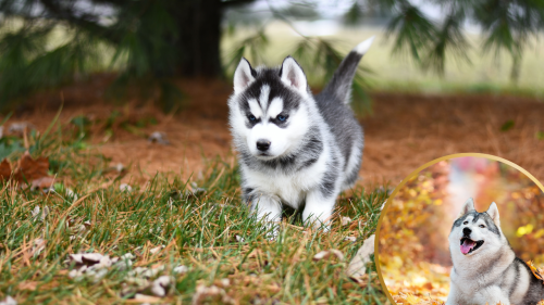 Check out The Most Popular Dog Breeds as Adorable Puppies