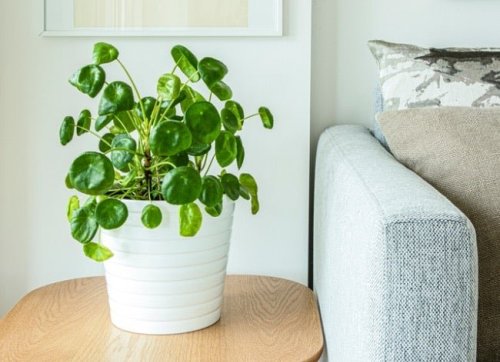 12 Lucky Plants Worth Bringing Into Your Home