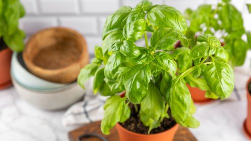 Basil growing hacks you'll wish you knew sooner