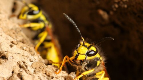 Easily repel wasps with these clever tricks