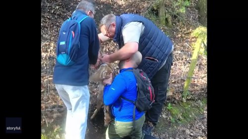 British Hikers Rescue Wounded Deer Trapped in Fence