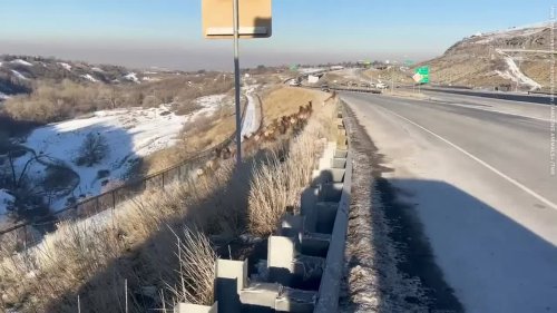 Dozens of elk crossing a highway in Salt Lake City, Utah force traffic to a halt