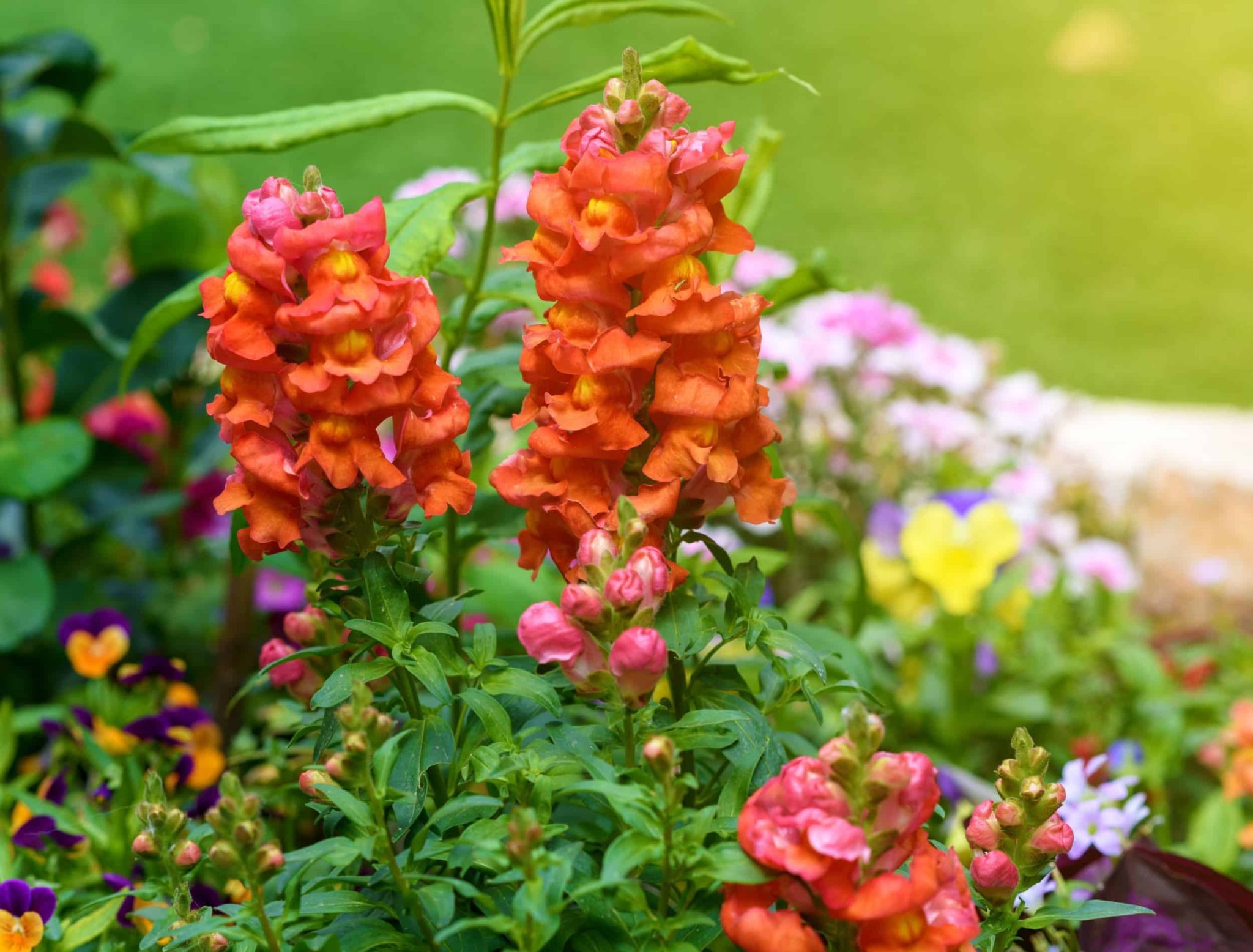 7 REASONS TO ADD SNAPDRAGONS TO YOUR GARDEN