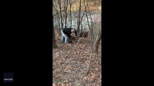 Hunter Frees Bucks With Antlers Stuck Together