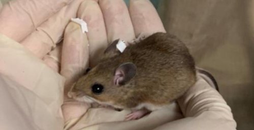 You won't believe how many neglected animals were saved from California home