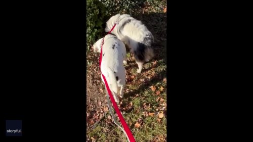 Deaf and Blind Dog Regularly Checks for Owner While Out for Walkies