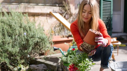 Think twice before growing these plants from seed