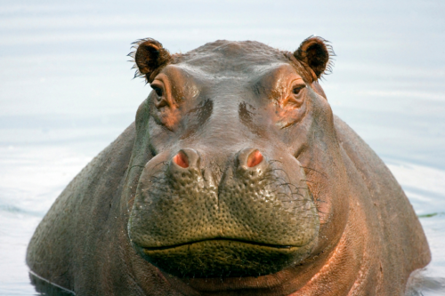 Interesting Facts about Hippos
