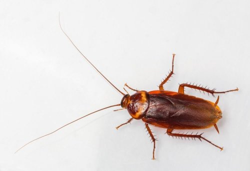 Here's Why Creepy and Resilient Cockroaches May Outlast Humans on Earth