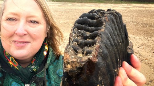 Beach-Goer Finds Ancient Mammoth Tooth Sticking Out of the Sand in England