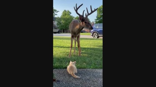 Kitten Smitten by Friendly Deer Outside Home in Georgetown