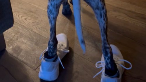 Dog runs in shoes like a diva and completely owns the moment