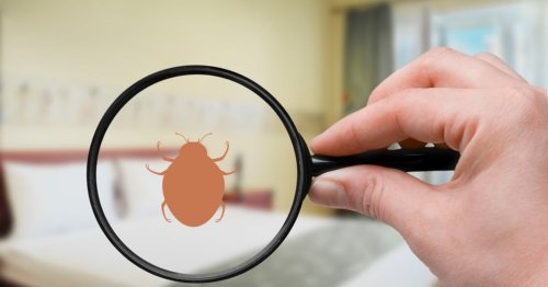 Popular Home Remedies for Bed Bugs