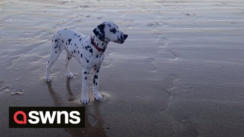 Dalmatian's hilarious reaction to hearing a brass band for the first time