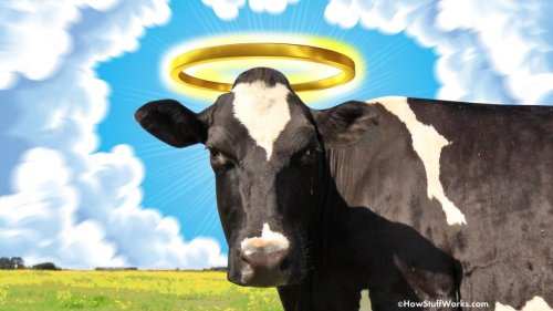 Why Do We Say 'Holy Cow'? — Plus 5 Other Common Sayings