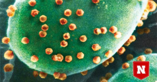 First "virovore" discovered: An organism that eats viruses