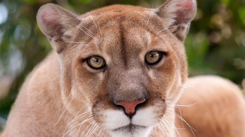 Mountain Lions and Cougars: Are They the Same?