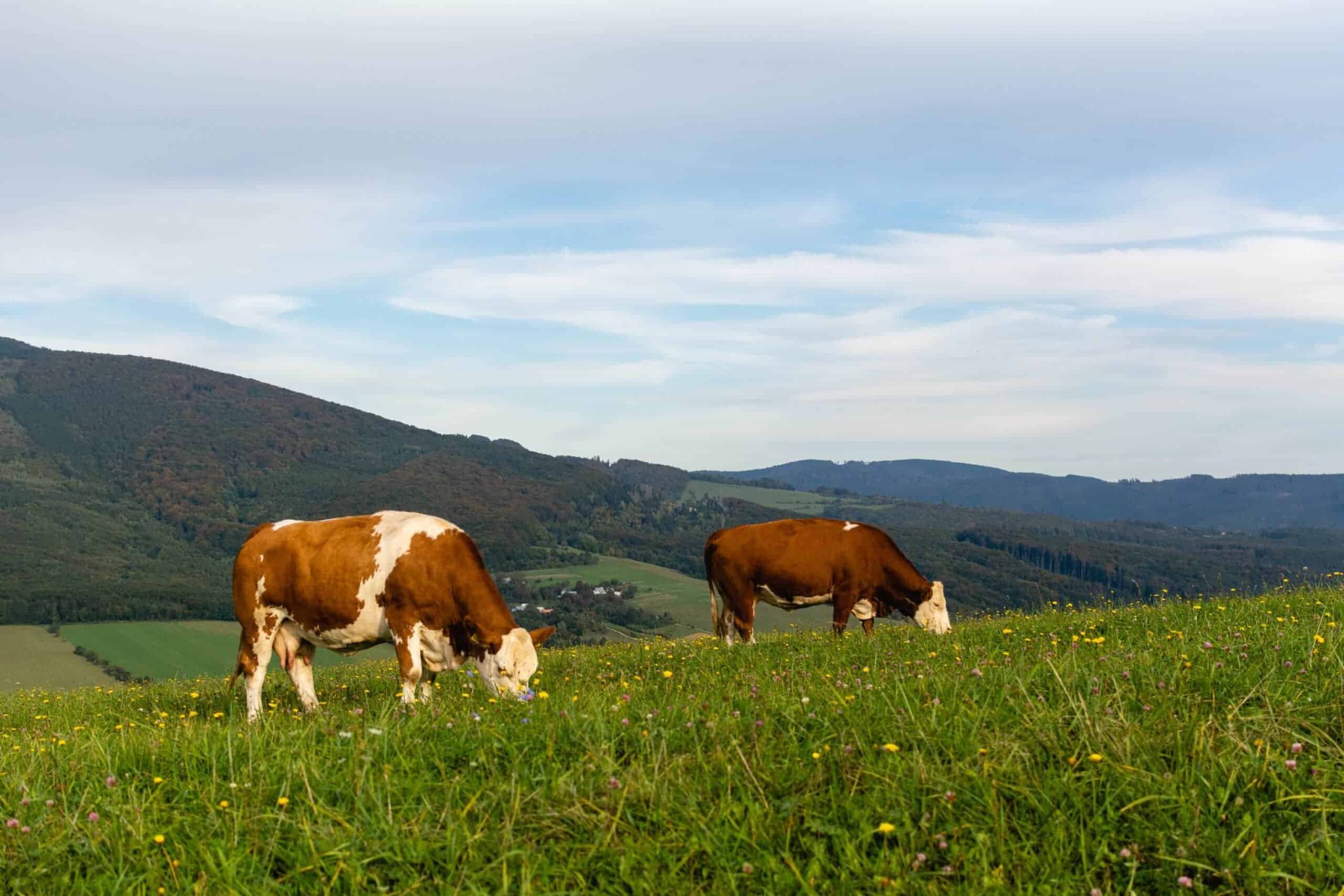 Seaweed Can Save the Cows and the Climate