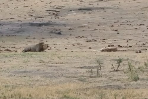 We guarantee you've never heard lions roar like this before