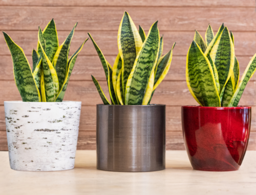 5 COMMON MISTAKES THAT WILL KILL YOUR SNAKE PLANT