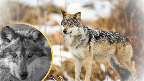 10 Amazing Facts about the Elusive Lobo, The Mexican Gray Wolf