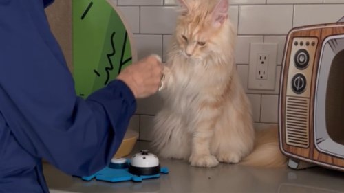 Talented cat works with patience while showing tricks to slow-learning grandma