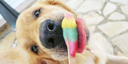 The Best Frozen Dog Treats to Feed Your Pup in the Dog Days of Summer