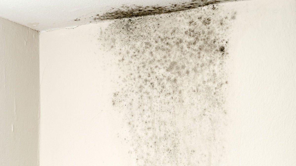 How Bad Is Black Mold, Really? Plus How to Get Rid of It and More Moldy Facts