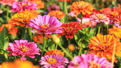 The Delicious Garden Herb That Thrives Next To Colorful Zinnias