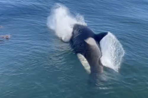 On a drill rig, an orca suddenly appears out of nowhere to shock the workers