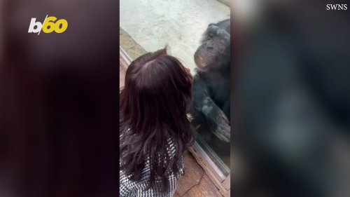 Affectionate Chimp Spreads Love at China Zoo