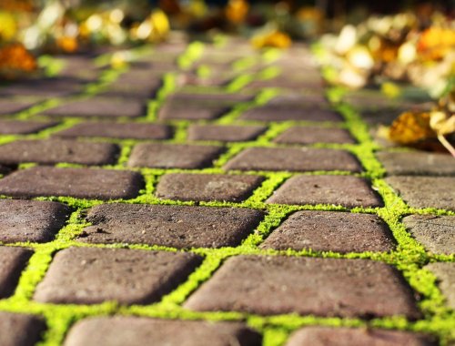 5 Simple Ways To Remove Moss From Your Pavers