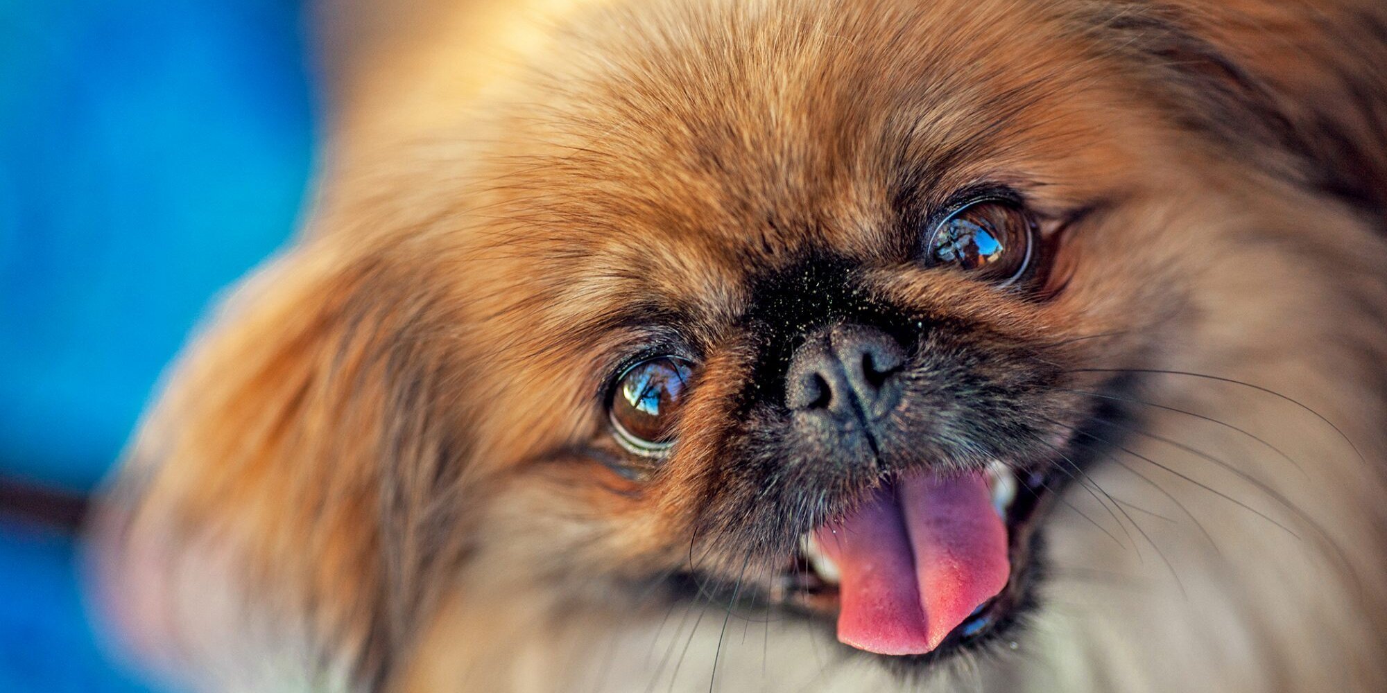 People Say These 14 Dog Breeds Are Ugly. We Disagree!