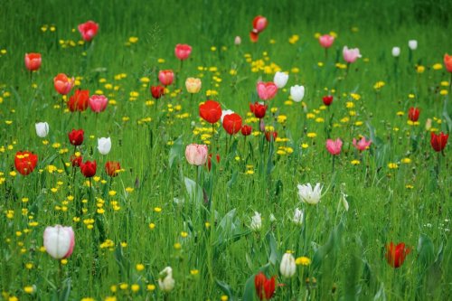 Choosing, buying and planting bulbs: expert tips and advice