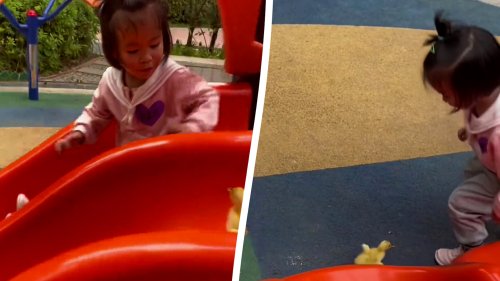 Pet duck joins little girl on playground slide
