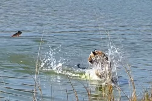 How in the world did this fish scare a tiger? 😂