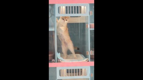 China: A Dancing Cat