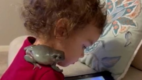 'Inseparable' toddler and her pet frog 'best friend' watch TV together