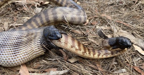 Snake's worst day captured in very rare sighting of unusual animal behavior