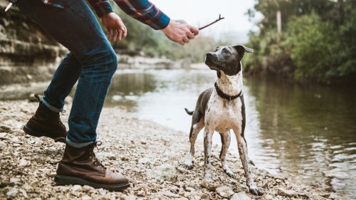 America's Most Pet-Friendly Cities