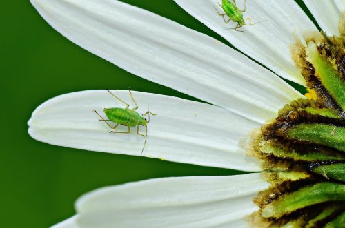 HOW TO GET RID OF APHIDS ON PLANTS
