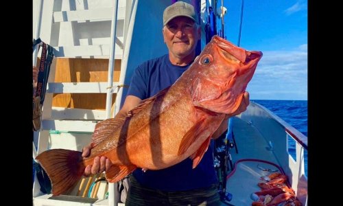 Oblivious California angler may have broken a Rockfish record, but he ate it