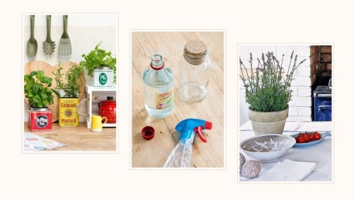 How to keep pests out of your home now that it's getting warmer