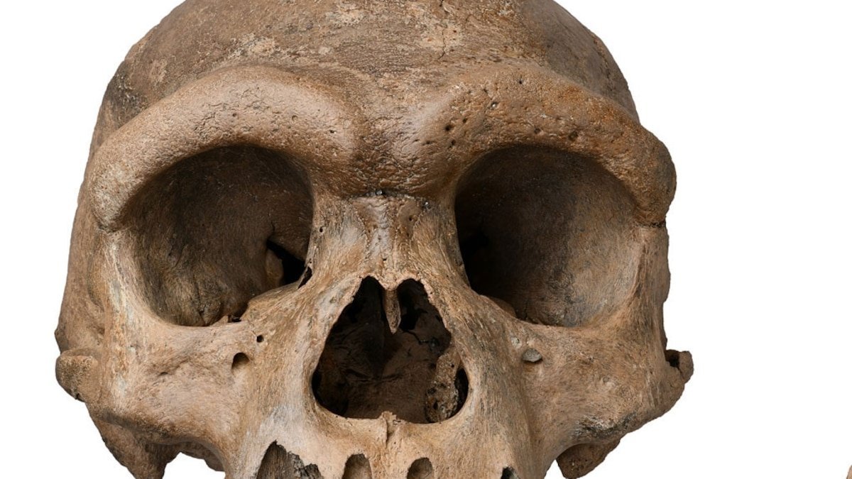 ‘Dragon Man’ skull may be new species, shaking up human family tree