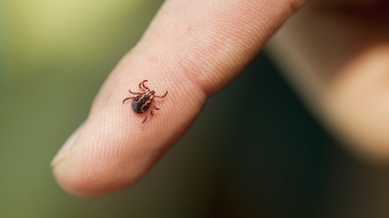 Say goodbye to ticks with these tips and tricks