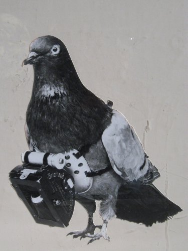 Cameras Attached to Pigeons? The CIA's History with Photography