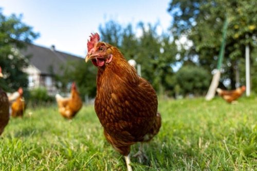 A Deadly Bird Flu Is Spreading—What Does This Mean for Your Backyard Flock?