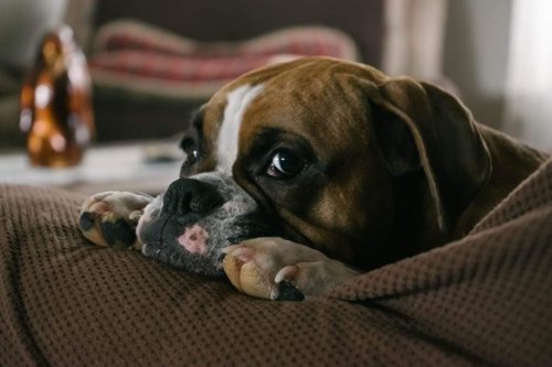 How Dogs Mourn Their Humans Within 72 Hours of Them Passing